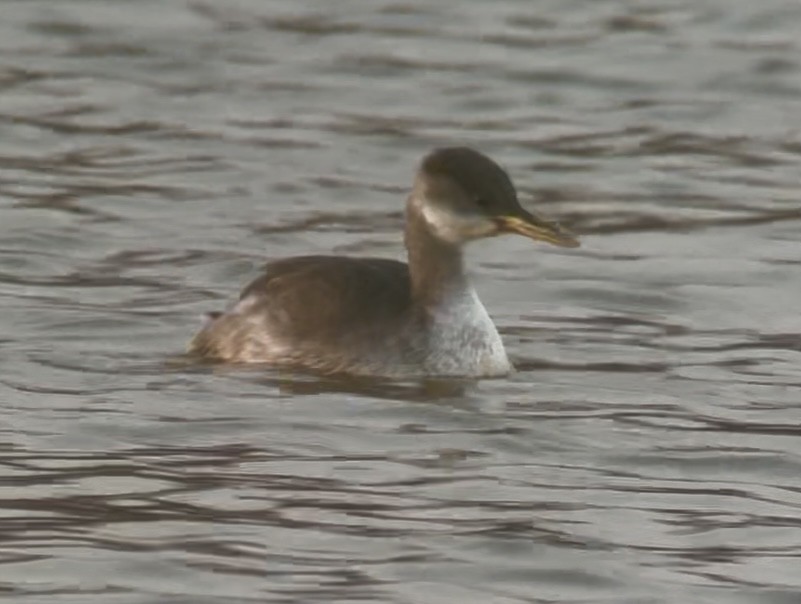 Серощёкая поганка - ML646692365