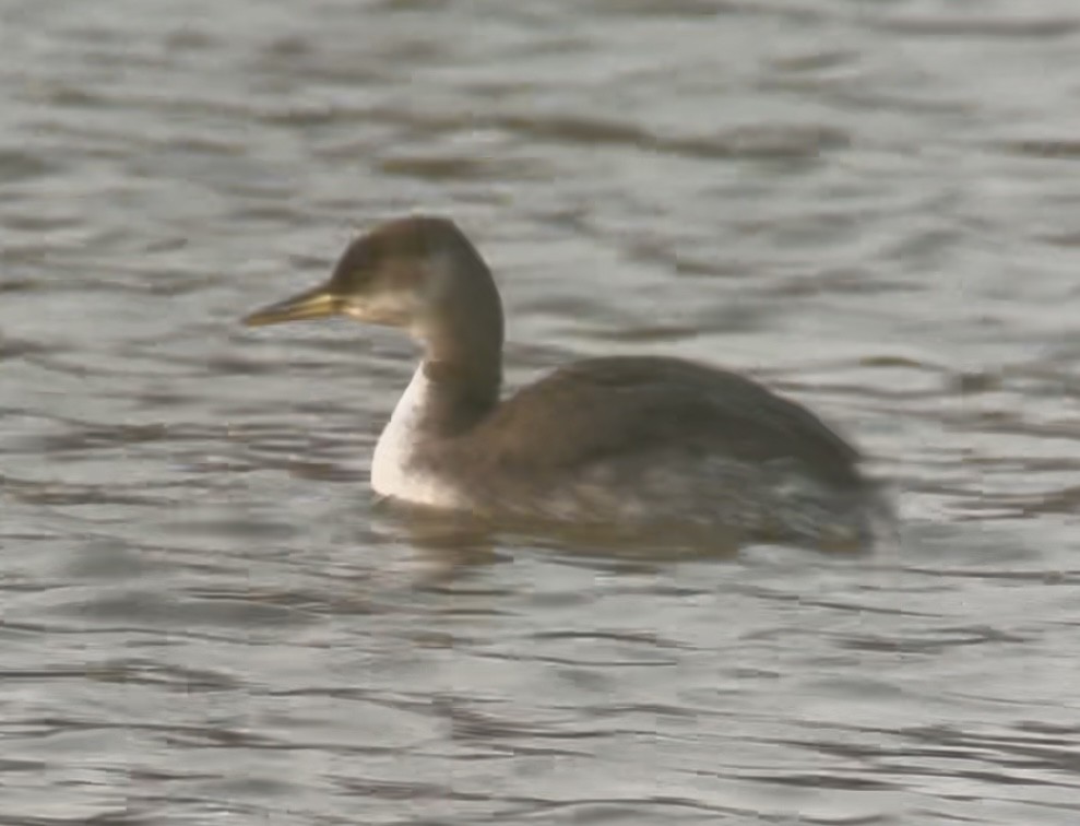 Серощёкая поганка - ML646692367