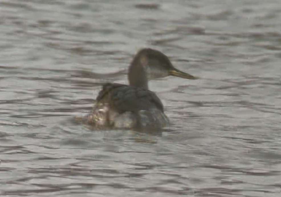 Серощёкая поганка - ML646692368