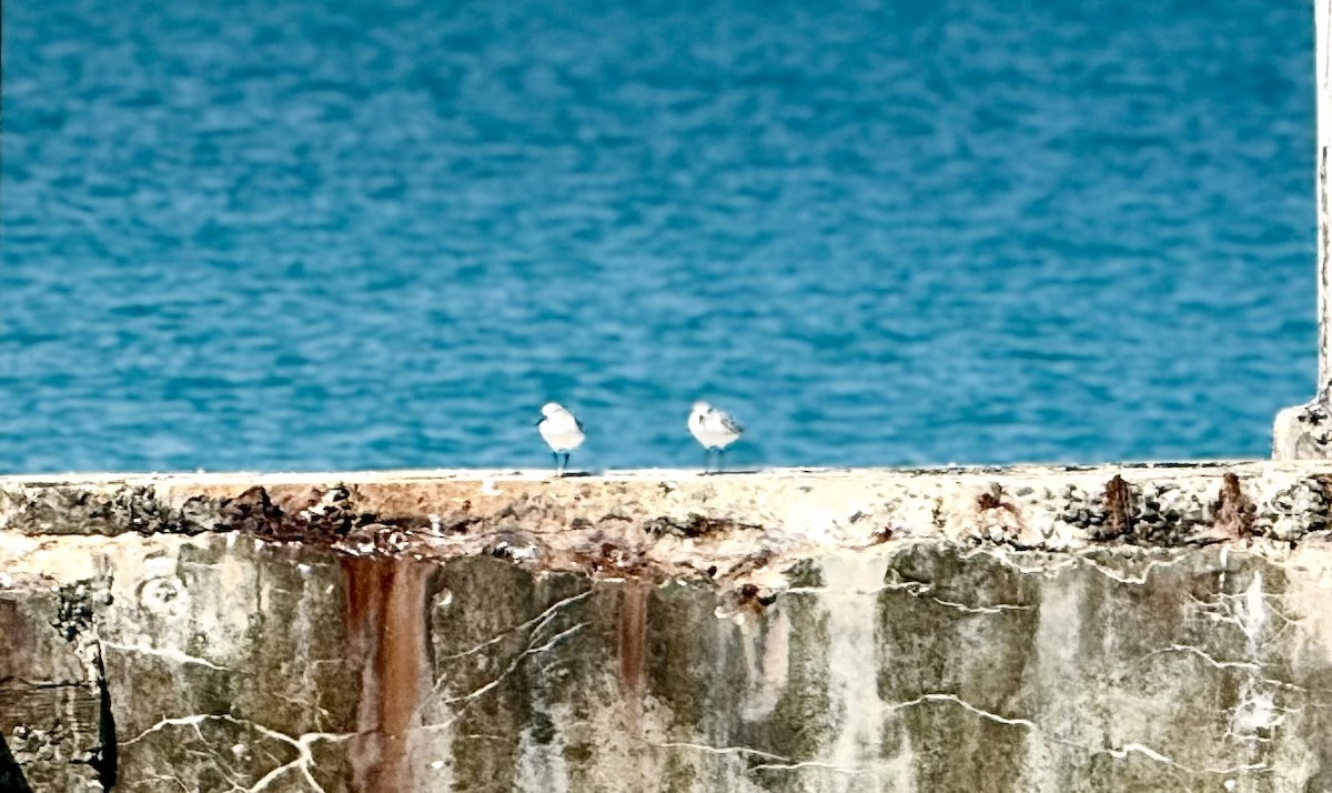 Sanderling - ML646692369