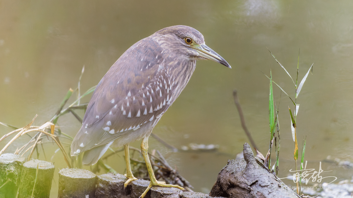 kvakoš noční - ML646692370