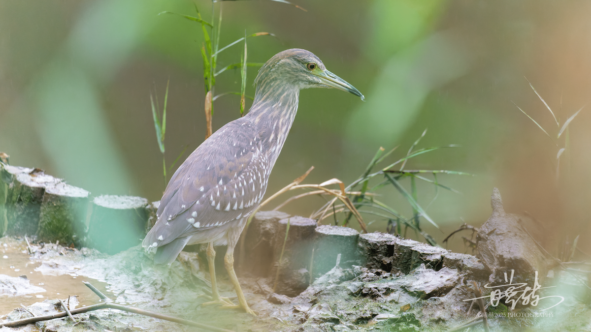 kvakoš noční - ML646692371