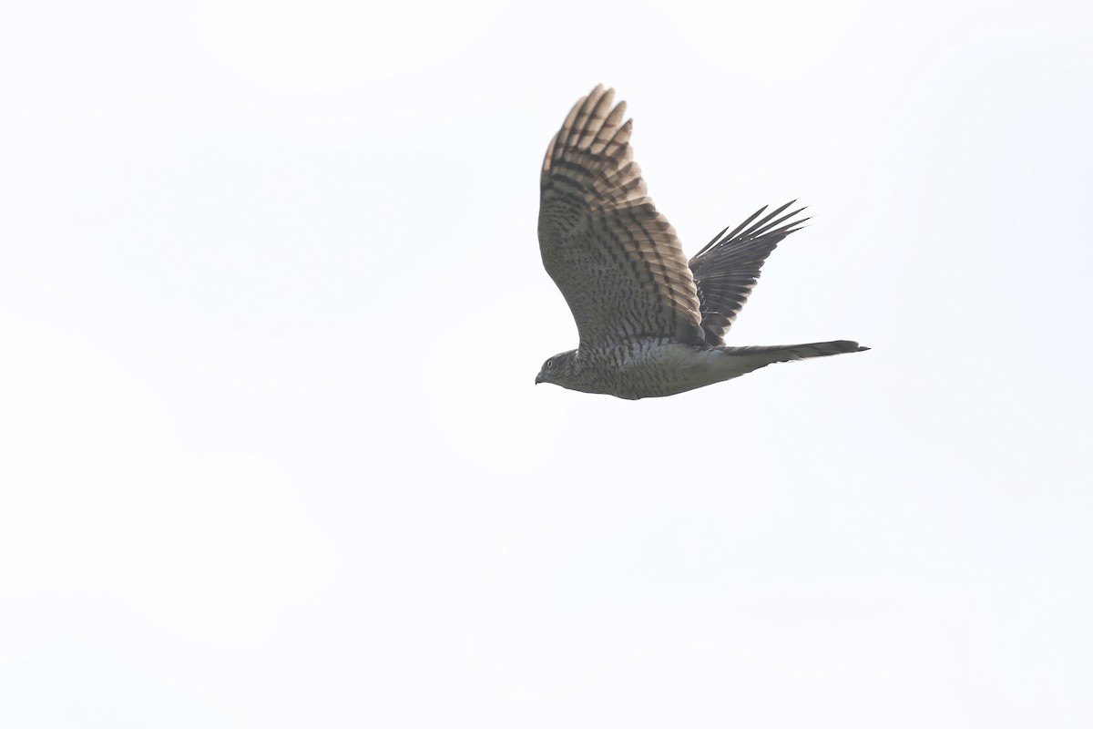 spurvehauk - ML646692373