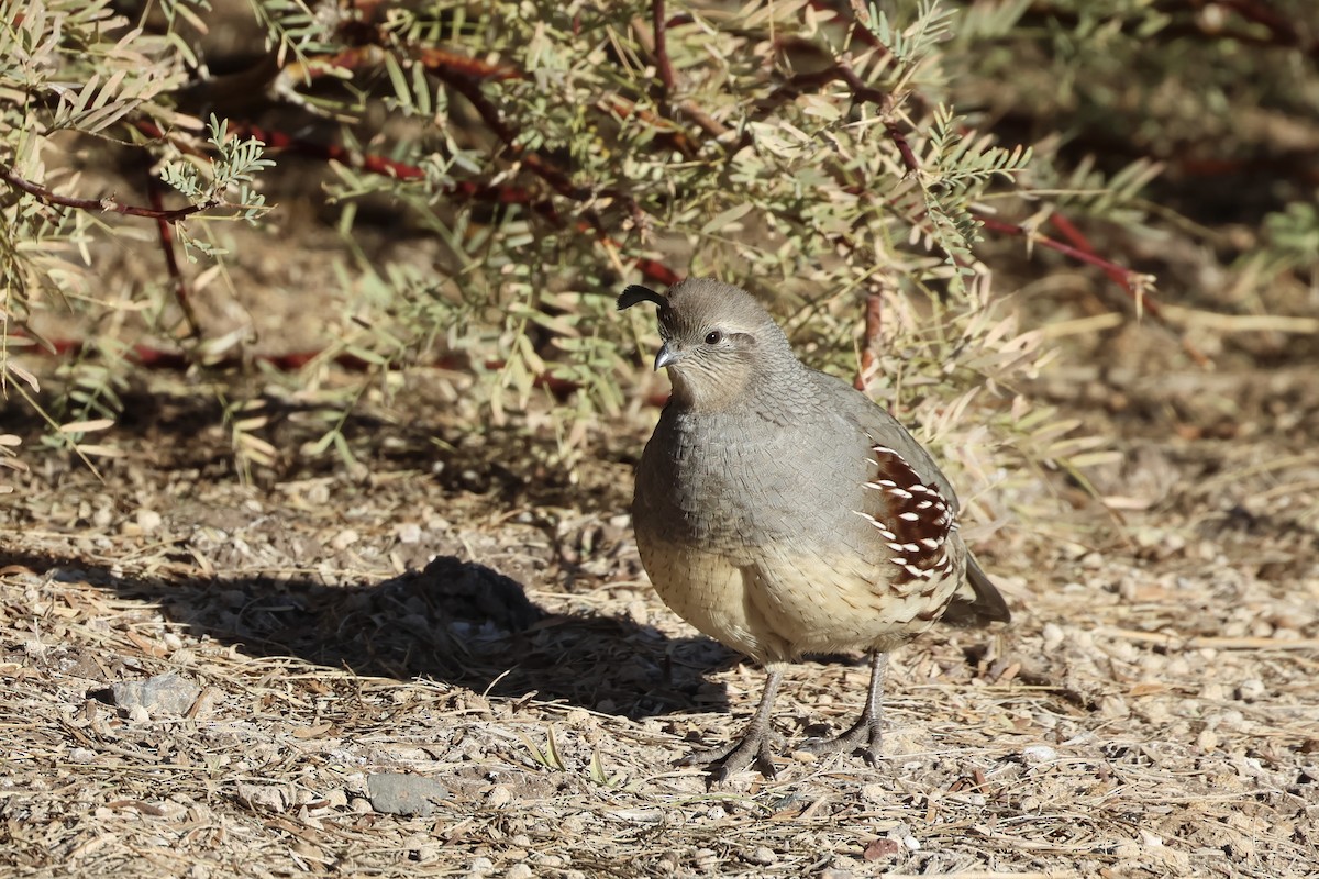 Gambel's Quail - ML646692377