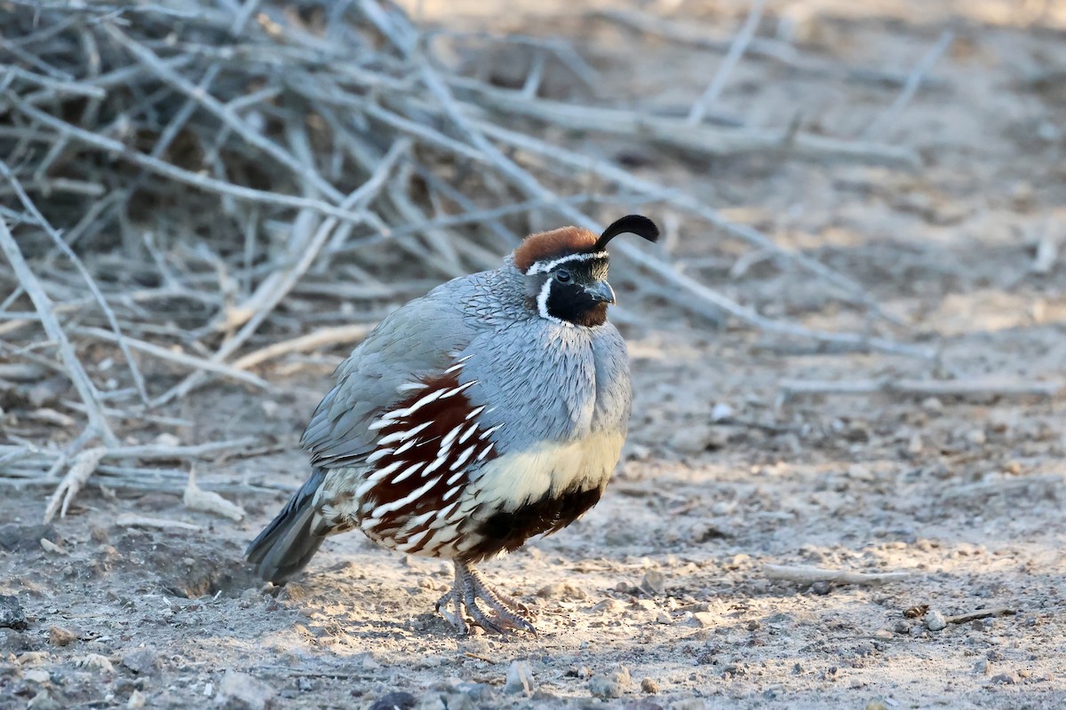 Gambel's Quail - ML646692378