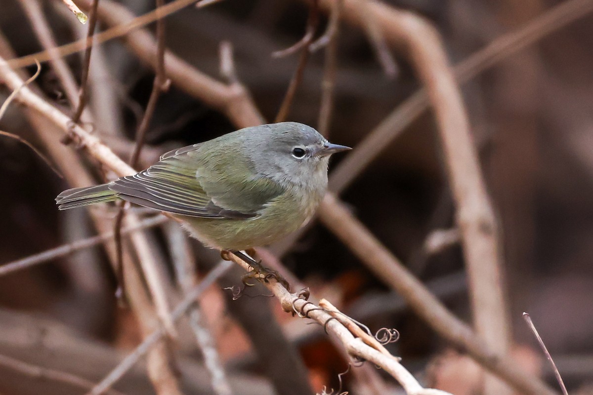 Orange-crowned Warbler - ML646692379