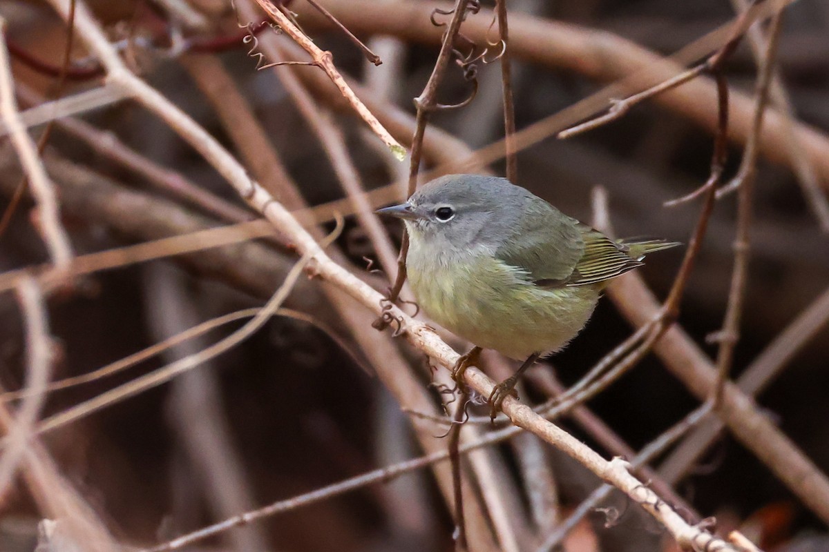 Orange-crowned Warbler - ML646692380