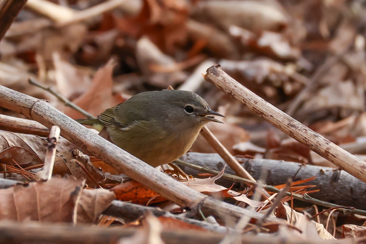 Orange-crowned Warbler - ML646692381