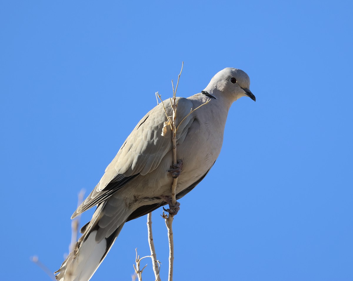 シラコバト - ML646692382