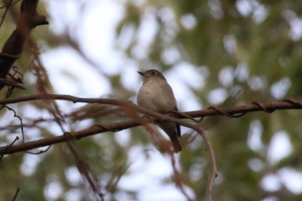 Мухоловка бура - ML646692384