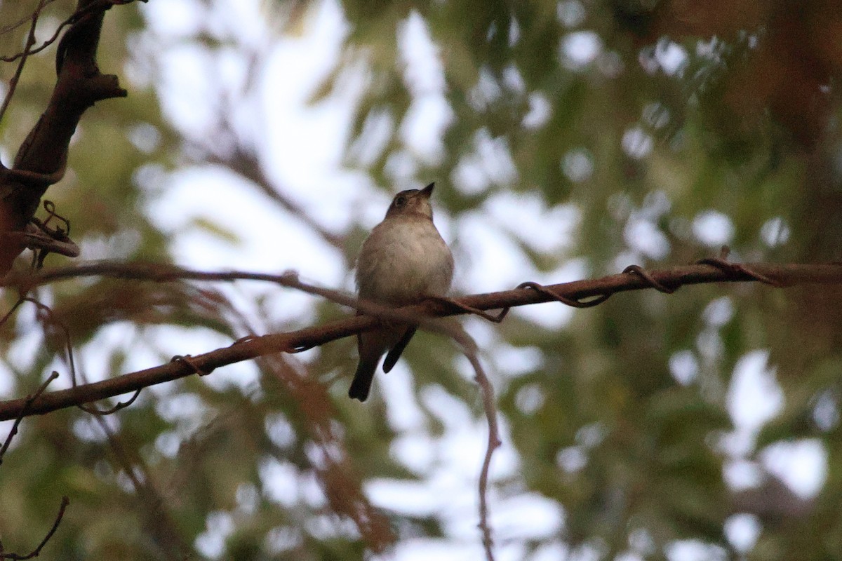 Мухоловка бура - ML646692385