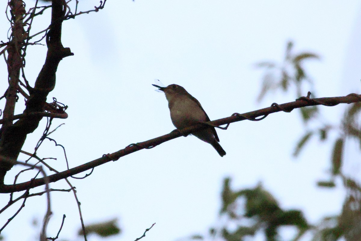 Мухоловка бура - ML646692389