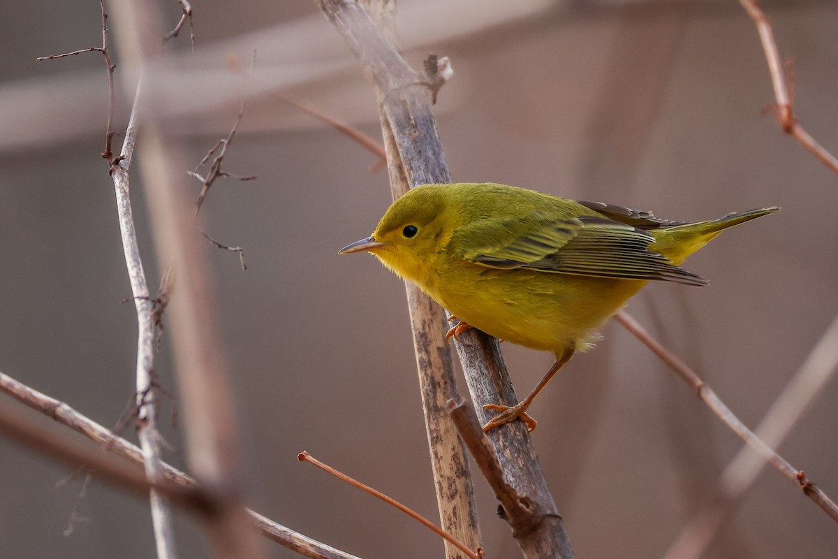 Northern Yellow Warbler - ML646692390