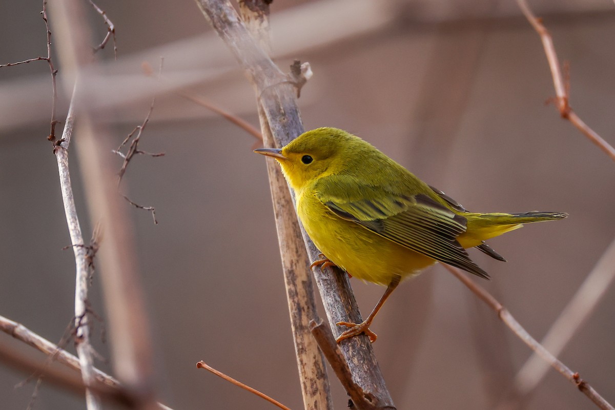 Northern Yellow Warbler - ML646692391