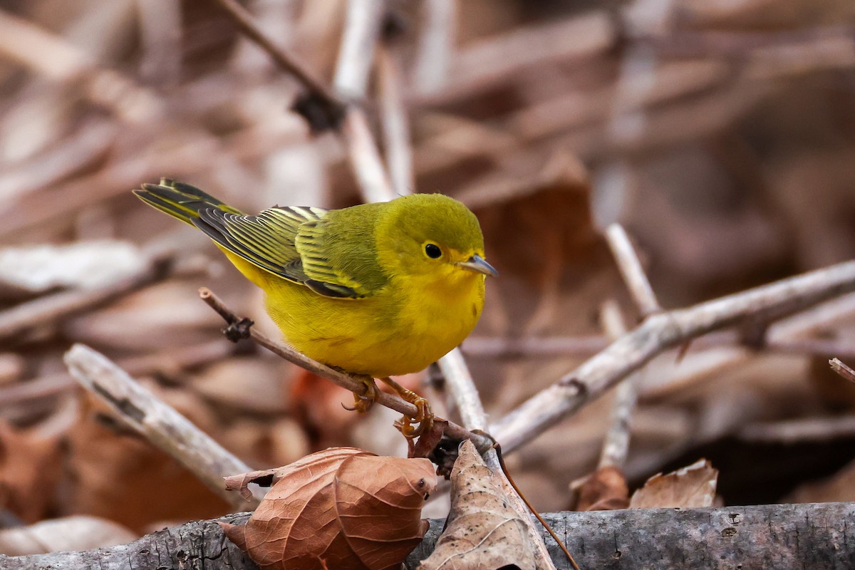 Northern Yellow Warbler - ML646692392