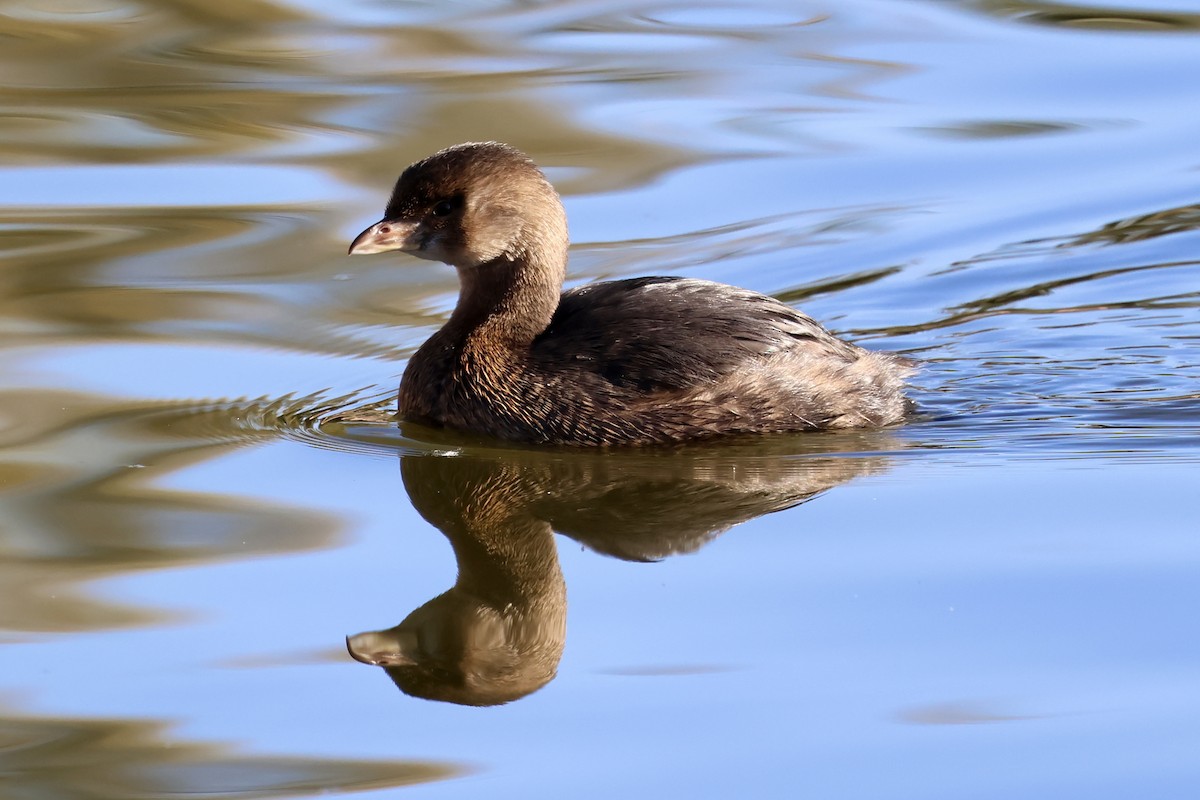 טבלן עקוד-מקור - ML646692393
