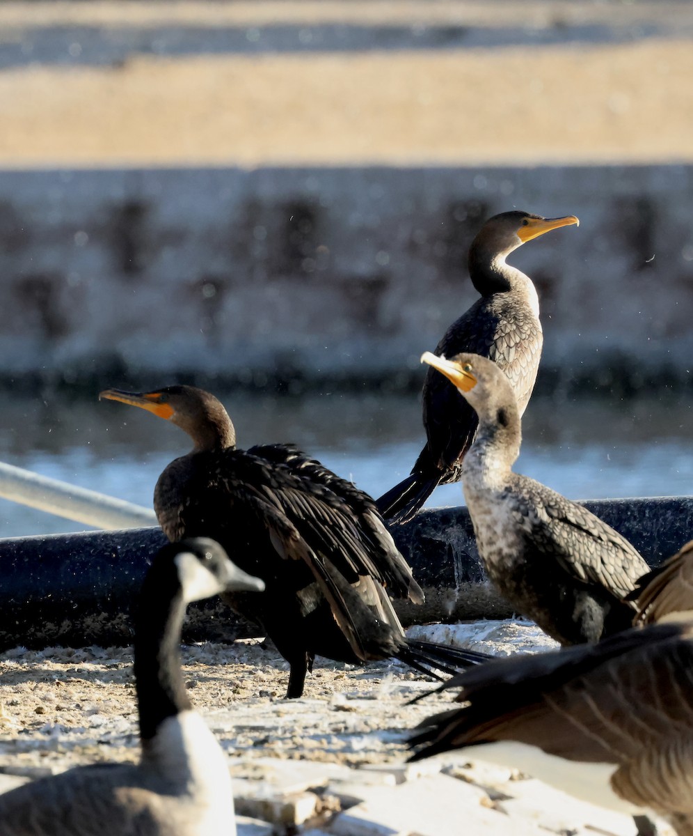 קורמורן אמריקני - ML646692395
