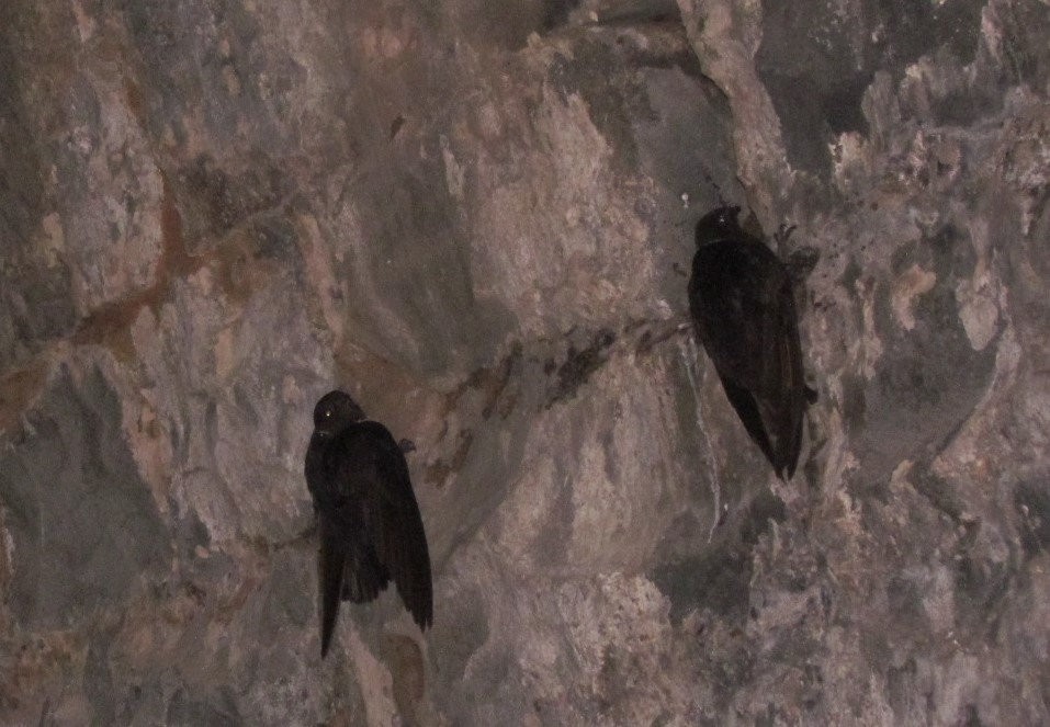 White-collared Swift - ML646692396