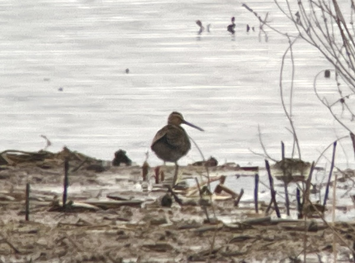 短嘴半蹼鷸 - ML646692398