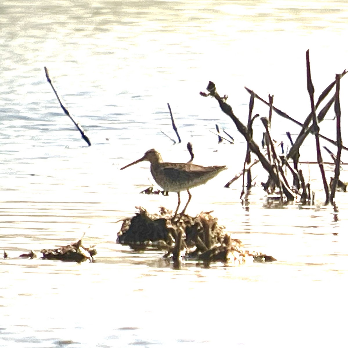 短嘴半蹼鷸 - ML646692399