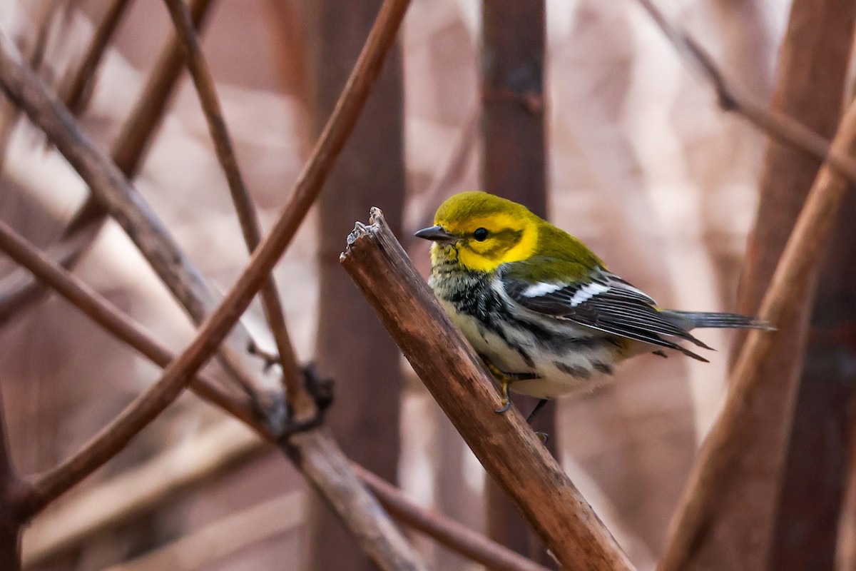Black-throated Green Warbler - ML646692400