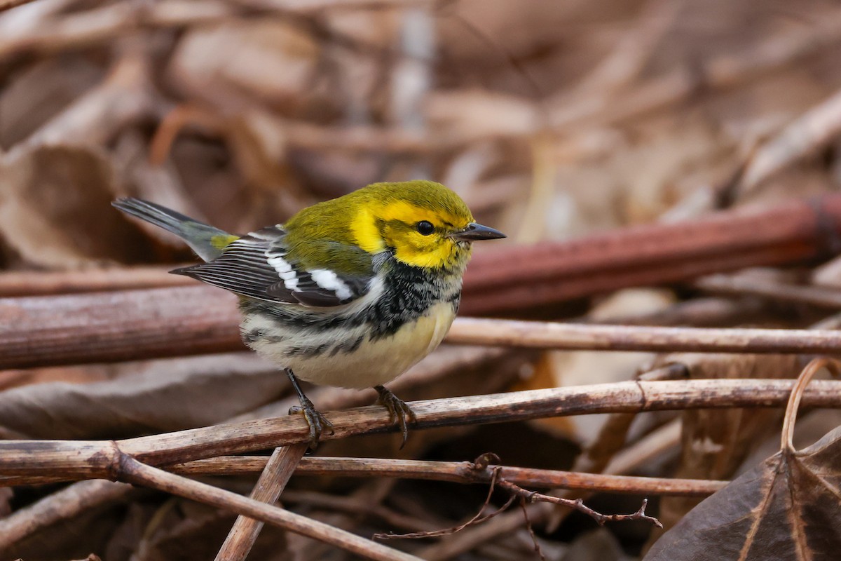 Black-throated Green Warbler - ML646692401