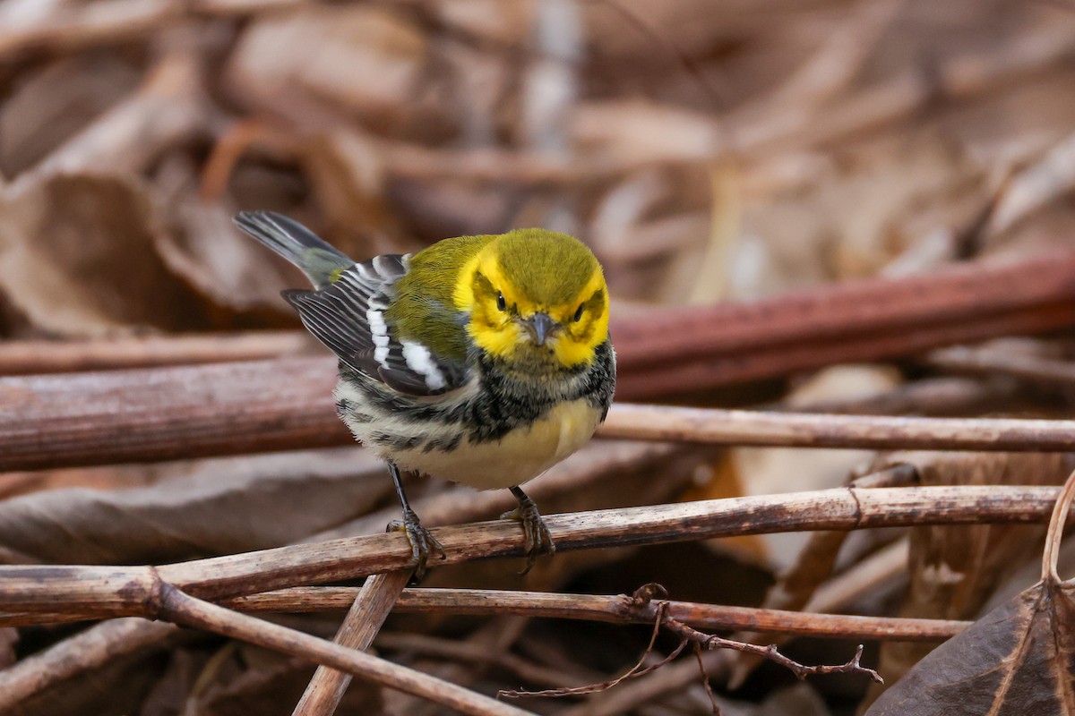 Black-throated Green Warbler - ML646692402
