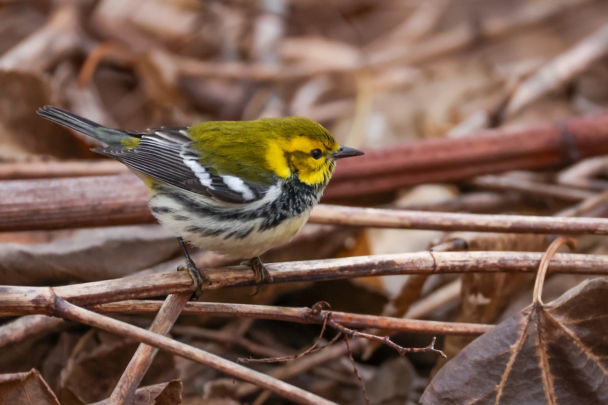 Black-throated Green Warbler - ML646692403