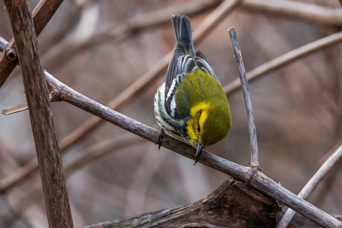 Black-throated Green Warbler - ML646692404