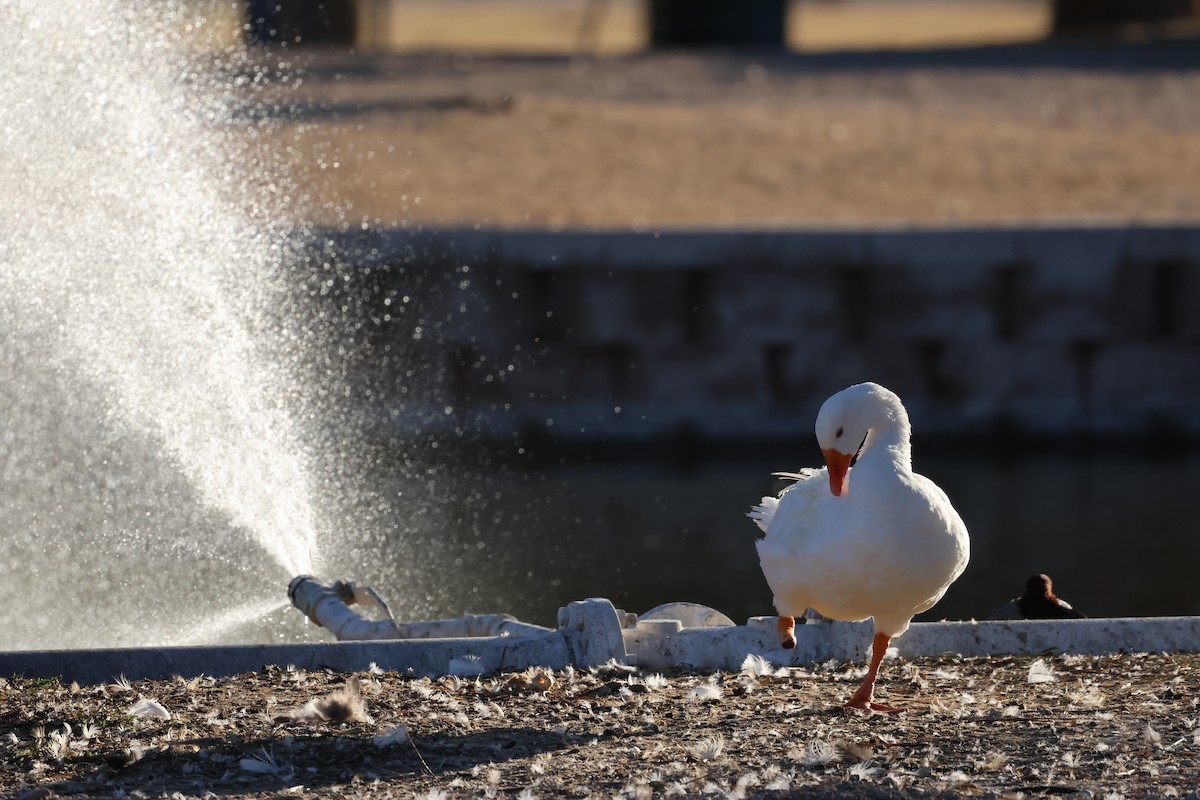Ross's Goose - ML646692405