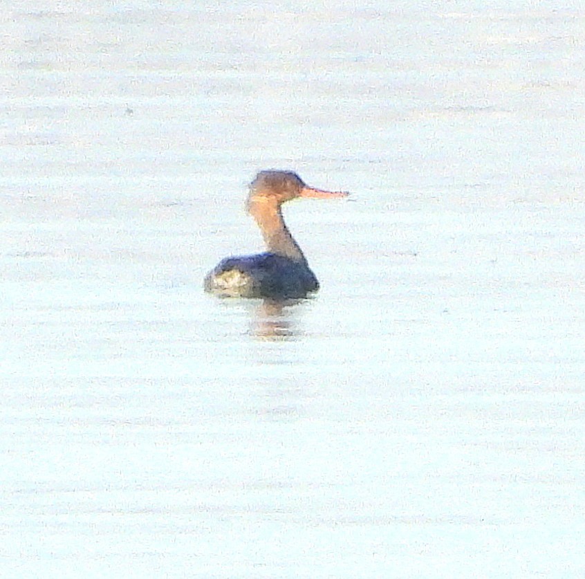 Red-breasted Merganser - ML646692406