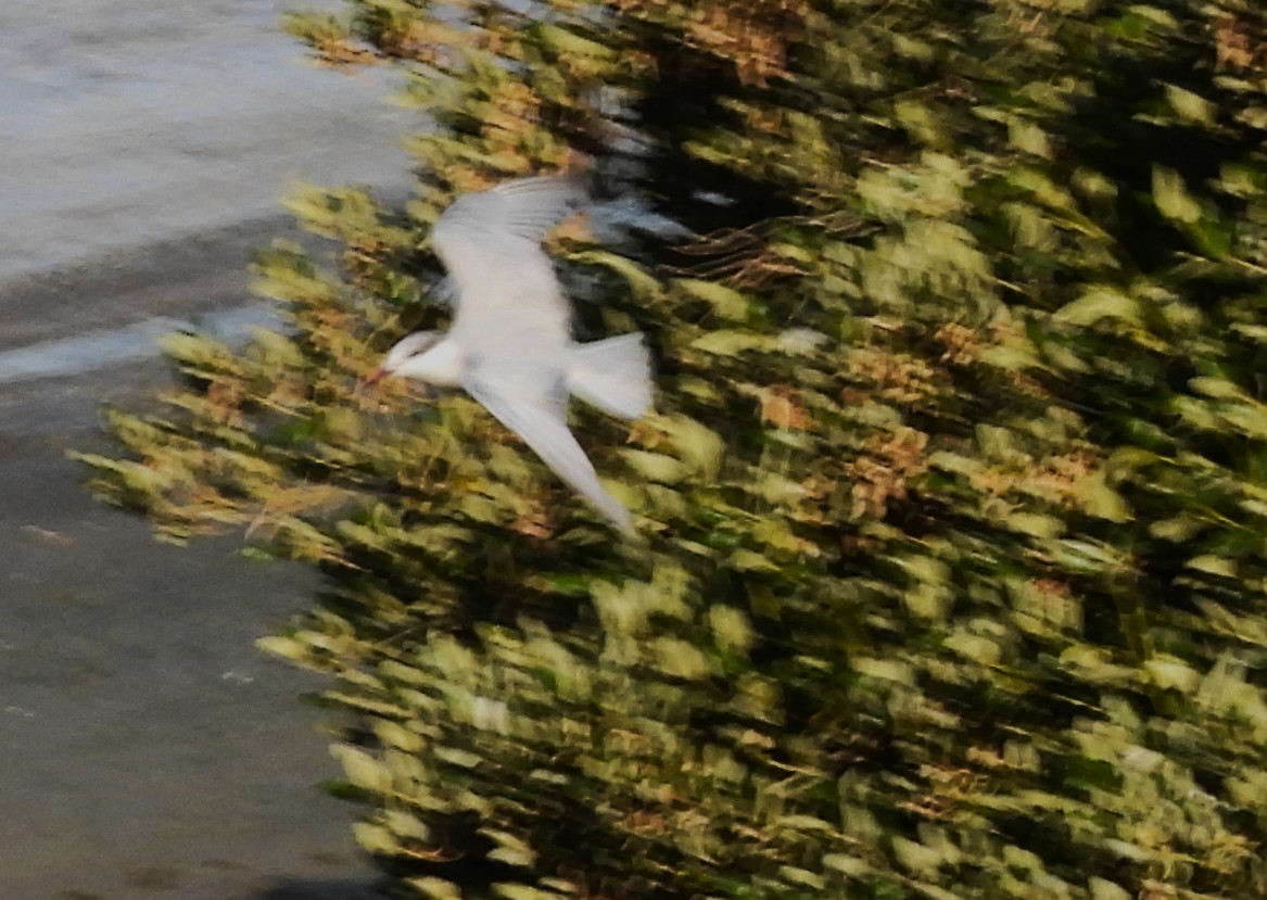 Whiskered Tern - ML646692407