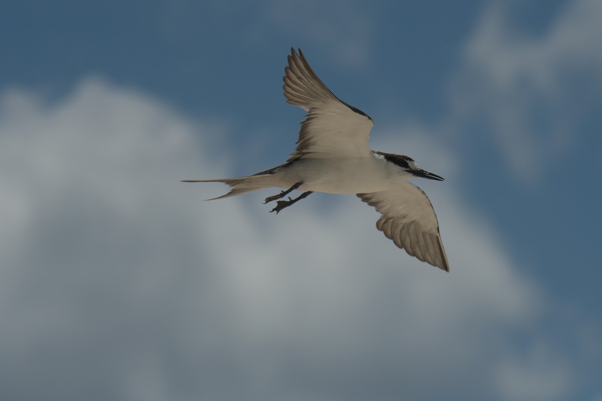 Sooty Tern - ML646692409