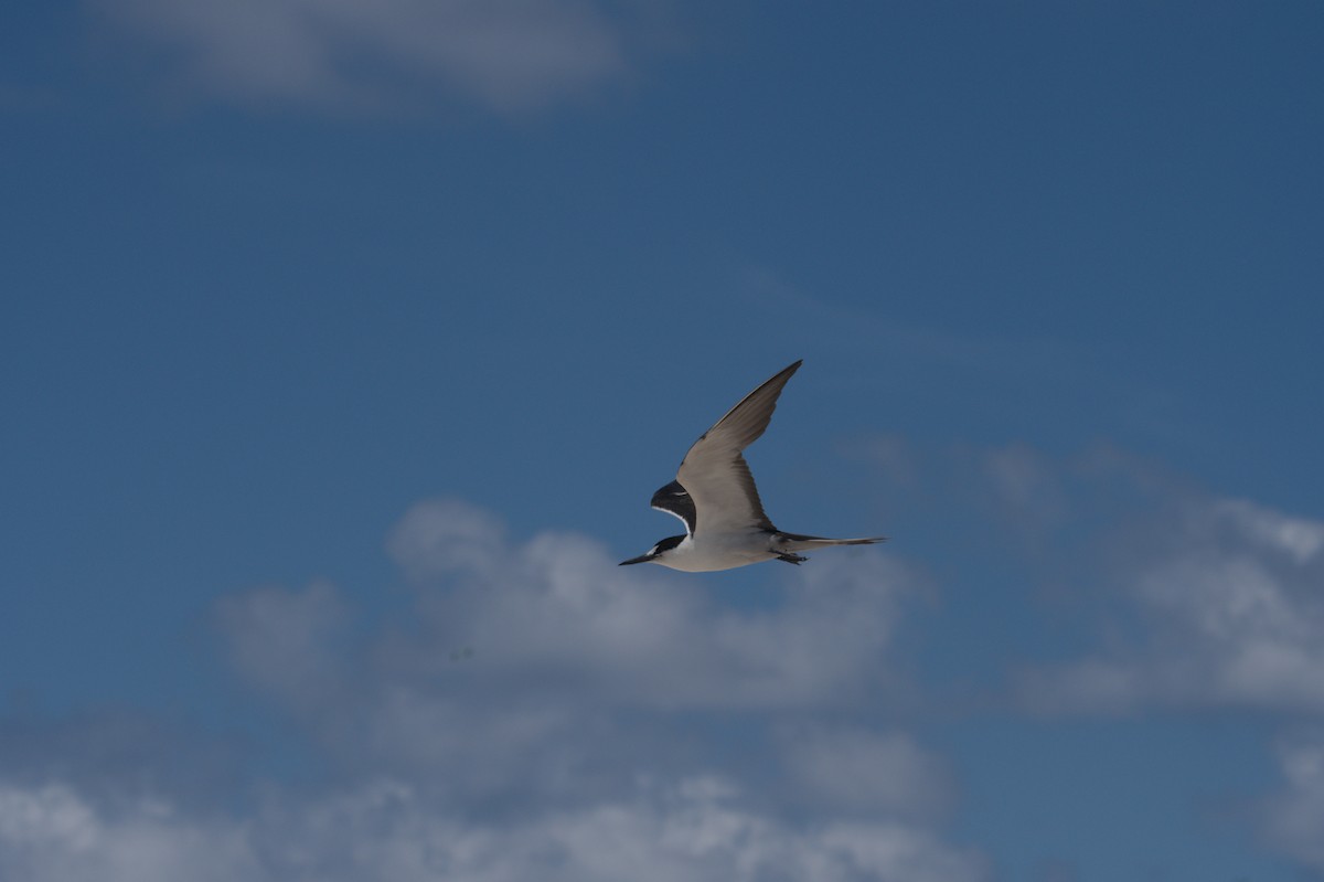 Sooty Tern - ML646692410
