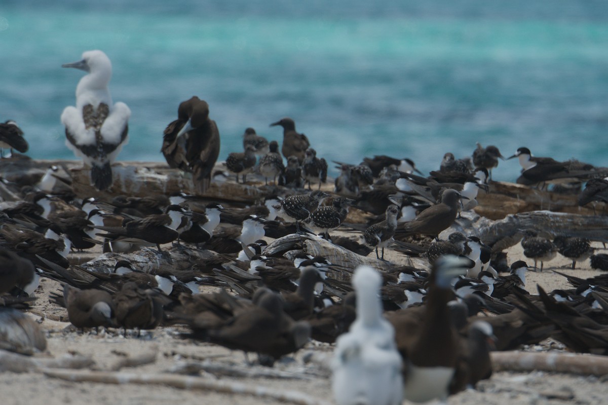 Sooty Tern - ML646692411