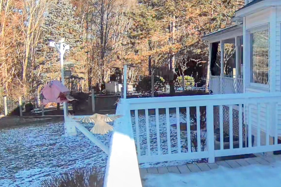 Tufted Titmouse - ML646692412