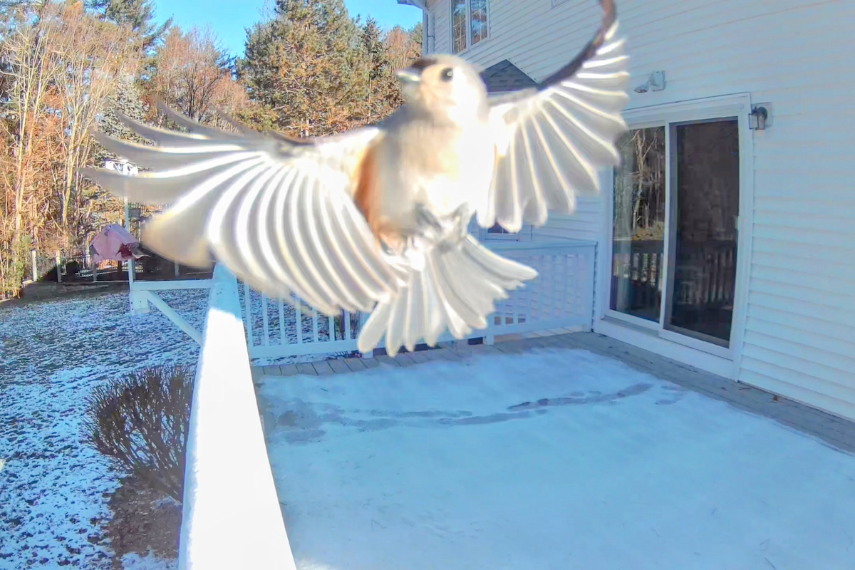 Tufted Titmouse - ML646692413