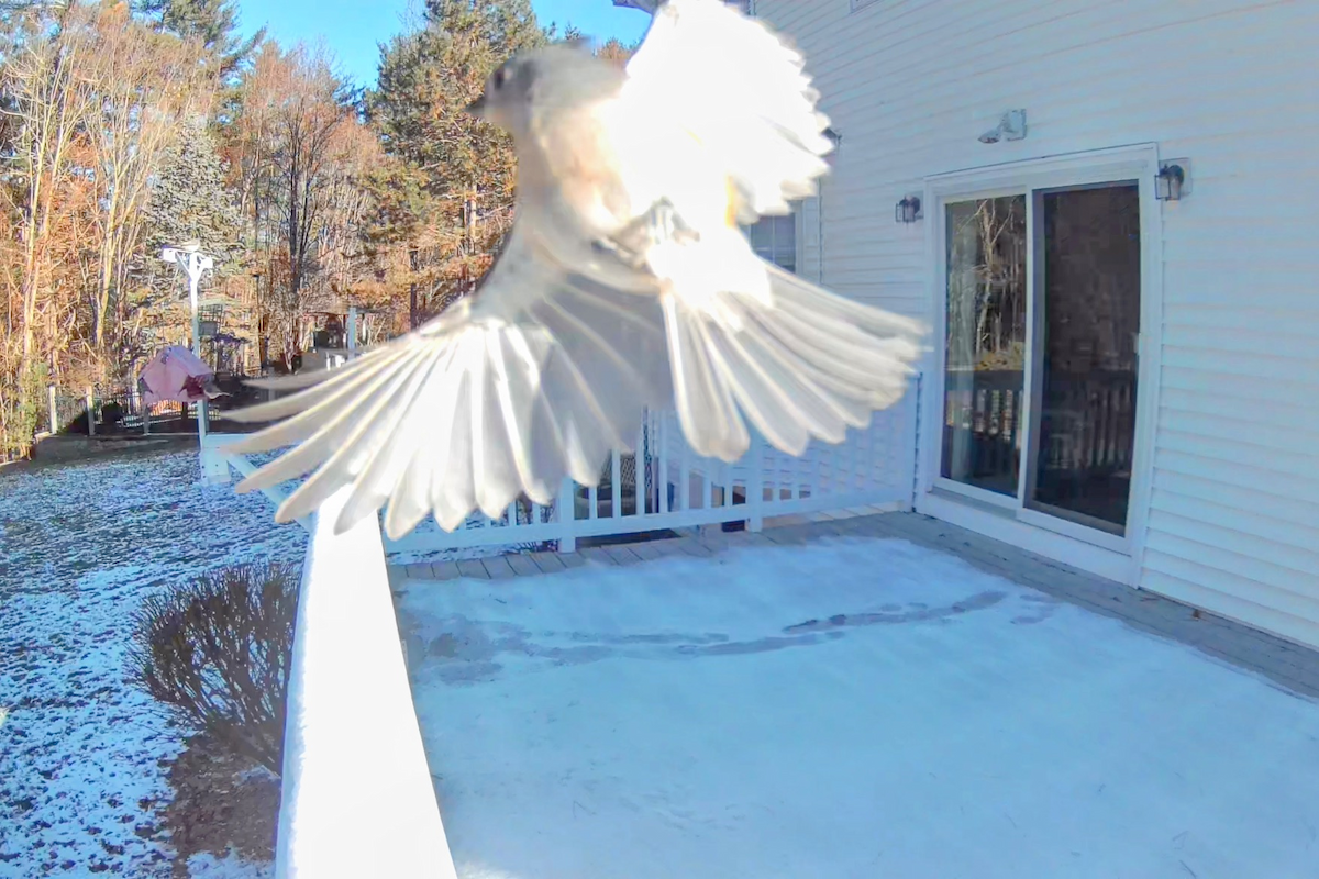 Tufted Titmouse - ML646692414