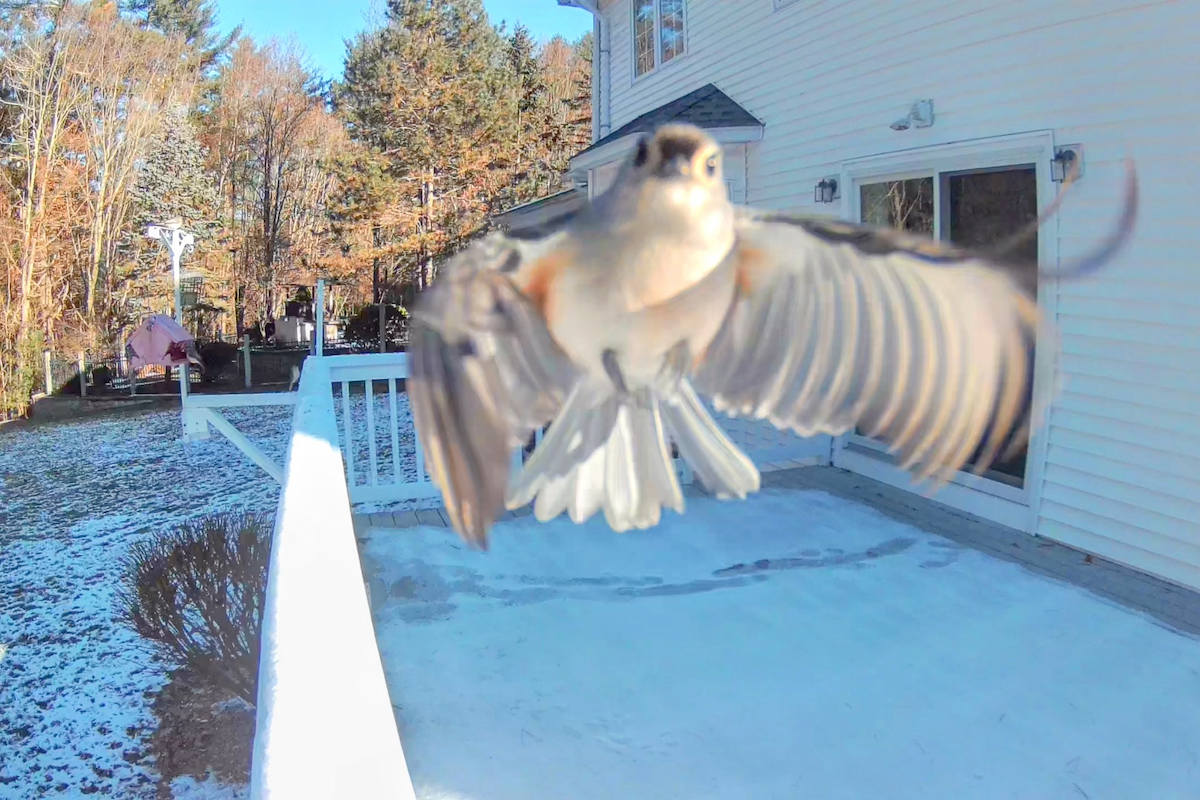 Tufted Titmouse - ML646692415