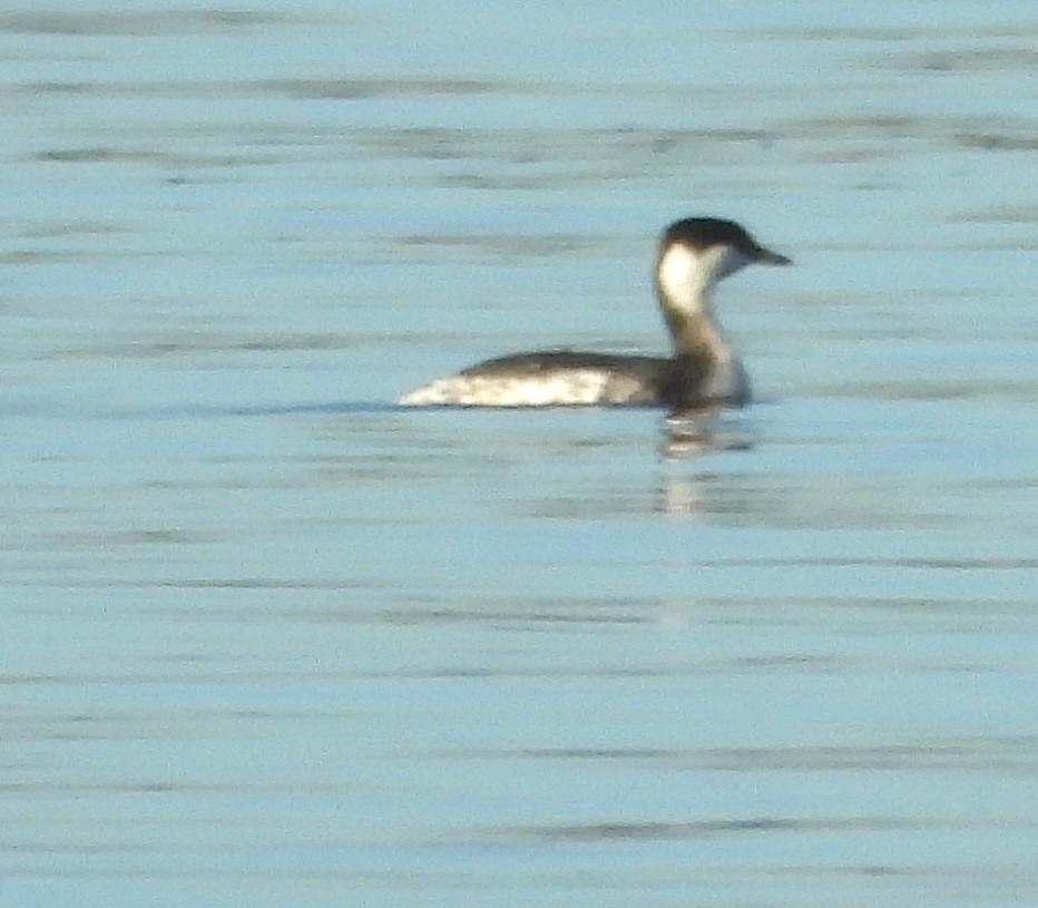Horned Grebe - ML646692416