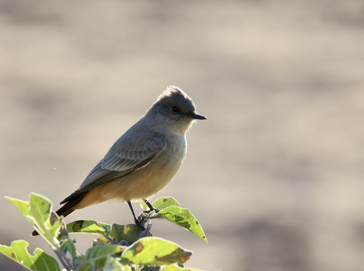 Say's Phoebe - ML646692418