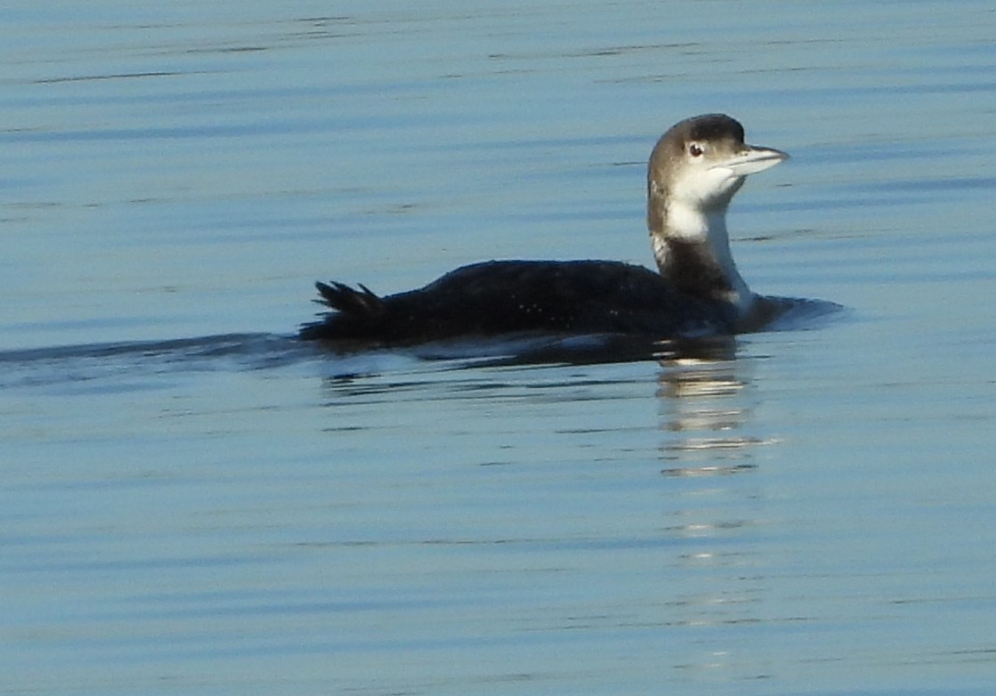 Common Loon - ML646692419