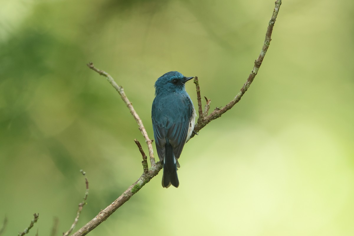 Pale Blue Flycatcher - ML646692420