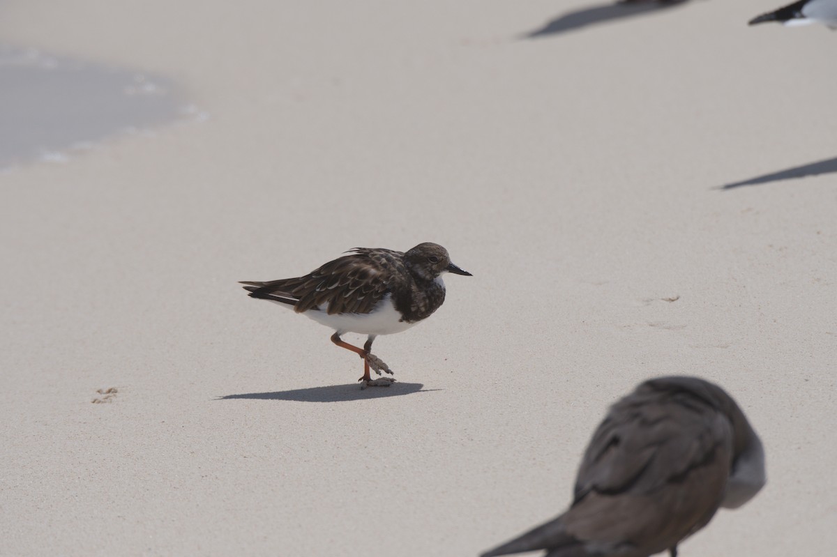Ruddy Turnstone - ML646692421