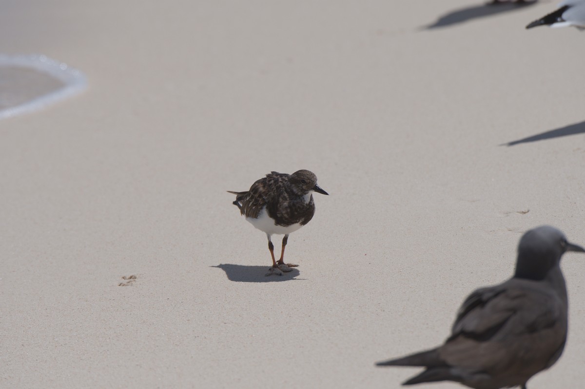 Ruddy Turnstone - ML646692422