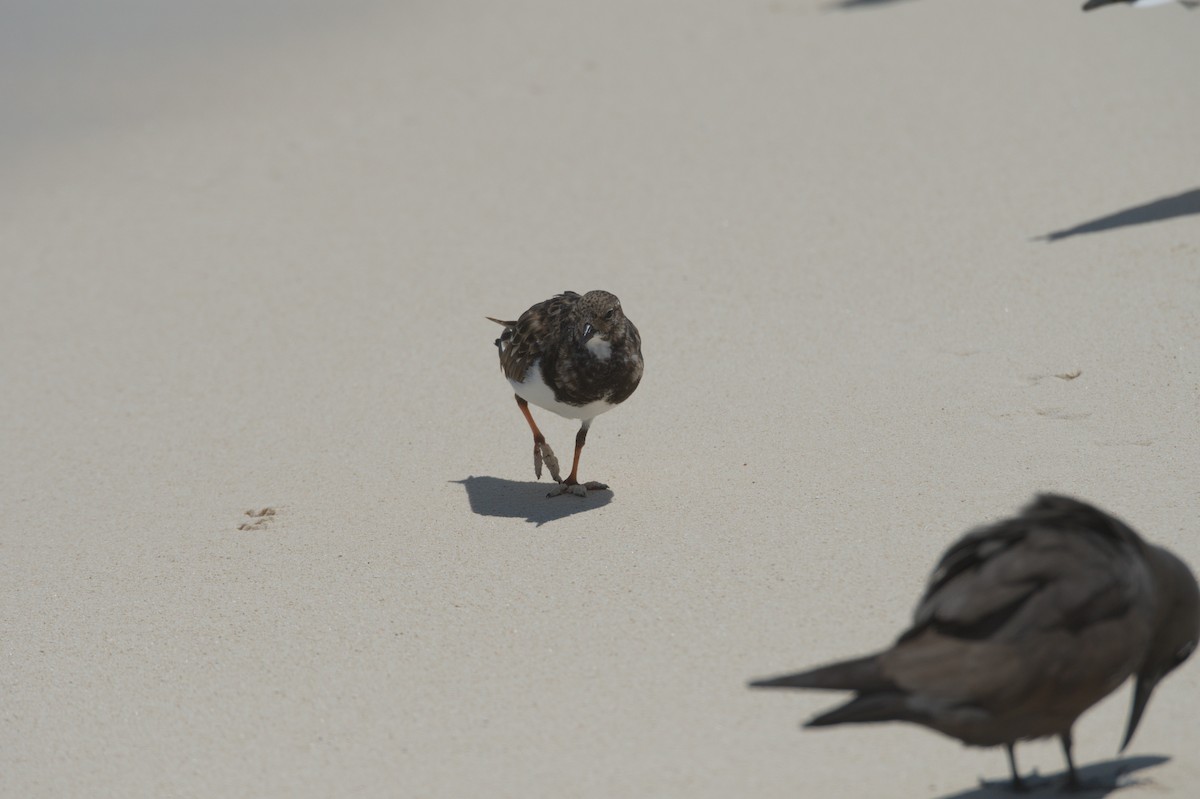 Ruddy Turnstone - ML646692423