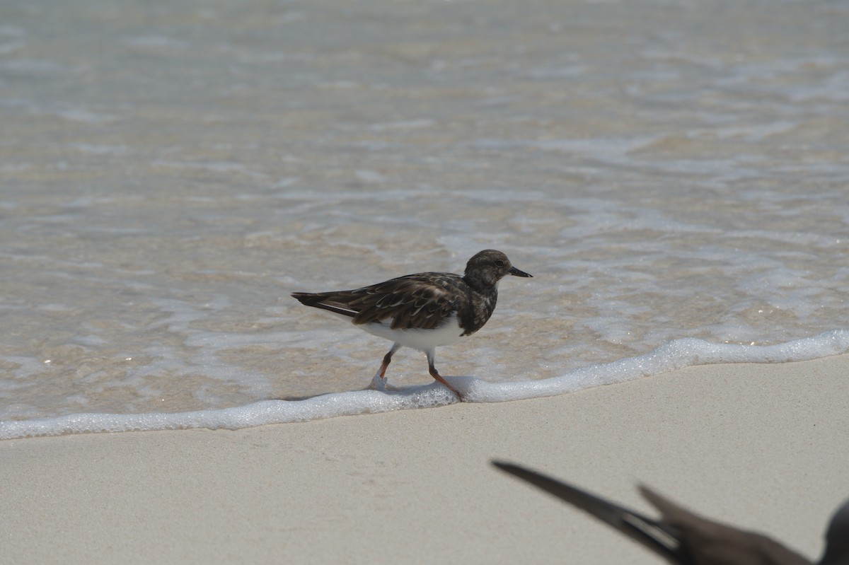 Ruddy Turnstone - ML646692424