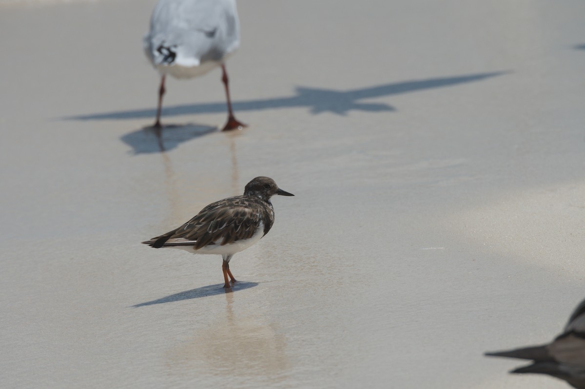 Ruddy Turnstone - ML646692425