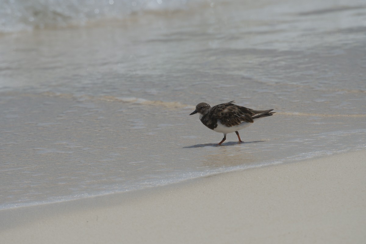 Ruddy Turnstone - ML646692426
