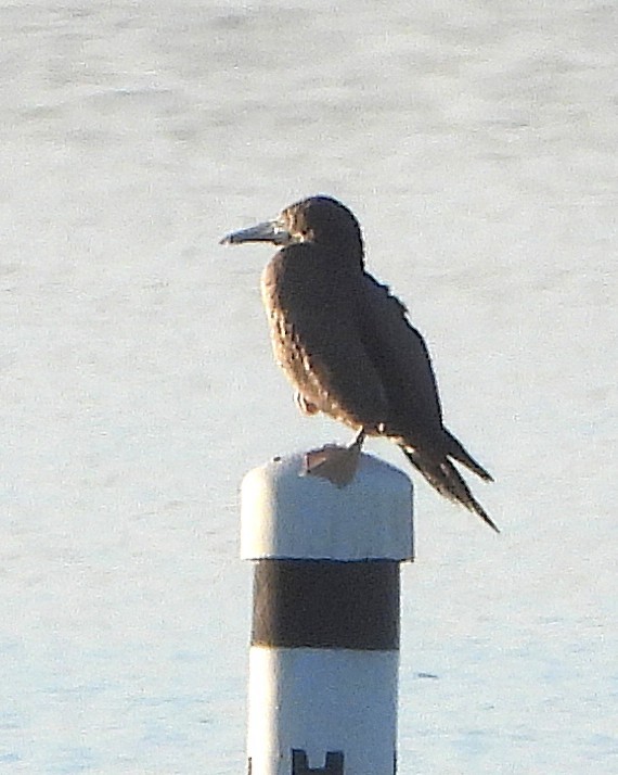 Brown Booby - ML646692427